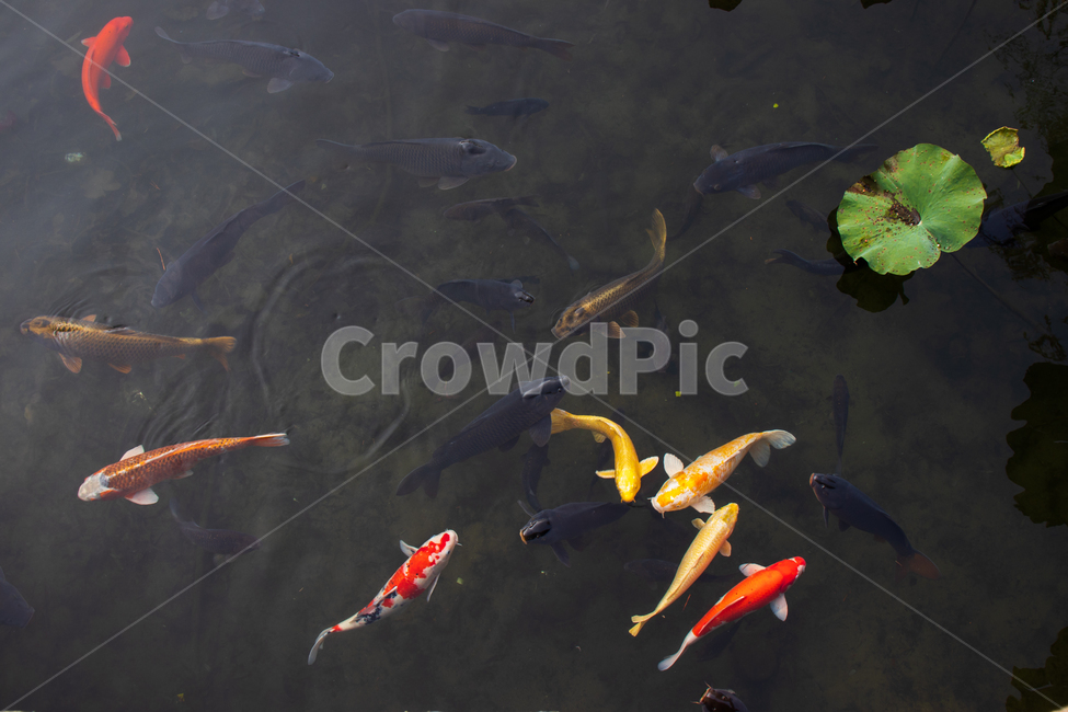 비단잉어,코이,잉어,carp,koi,물고기,물,민물고기,물고기떼,황금비단잉어,황금잉어,잉어떼,비단잉어떼,민물,생선,생선떼,코이잉어,연못,호수,못,강,낚시,떼,무리,수영,연잎,잎,헤엄,생물,동물,야생동물,야생,활동,움직임,생태계,환경,신선한,건강한,건강,맑은,자연,야외,fancycarp,koifish,fish,goldencarp,animal,water,lake,pond,river,swim,swimming,aquatic,underwater,fancy,fishing,natural,nature,freshwater,lotusleaf,leaf,green,freshwaterfish,fresh,schooloffish,shoal,shoaloffish,movement,activity,ecosystem,environment,wild,life,wildlife,color,colorful,gold,golden,yellow,outdoor,outdoors,beautiful,동물,animal,어류,물고기,fish