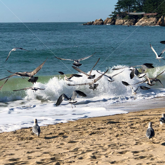 바다,자연,파도,물,새,동물,모래,outdoors,nature,animal,bird,water,sea,푸른,시원한,여행,힐링,자연,풍경,nature,landscape,해변,바다,beach,sea,동물,animal,조류,새,birds,flock,대군
