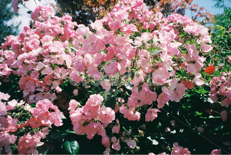 plant,식물,blossom,flower,꽃,제라늄,geranium,봄,여름,초봄,필름,필름카메라,곁벚꽃,식물,자연,plants,nature,꽃,flower