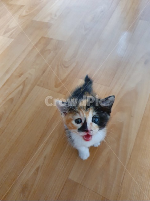 아기고양이,새끼고양이,고양이울음,고양이,울음소리