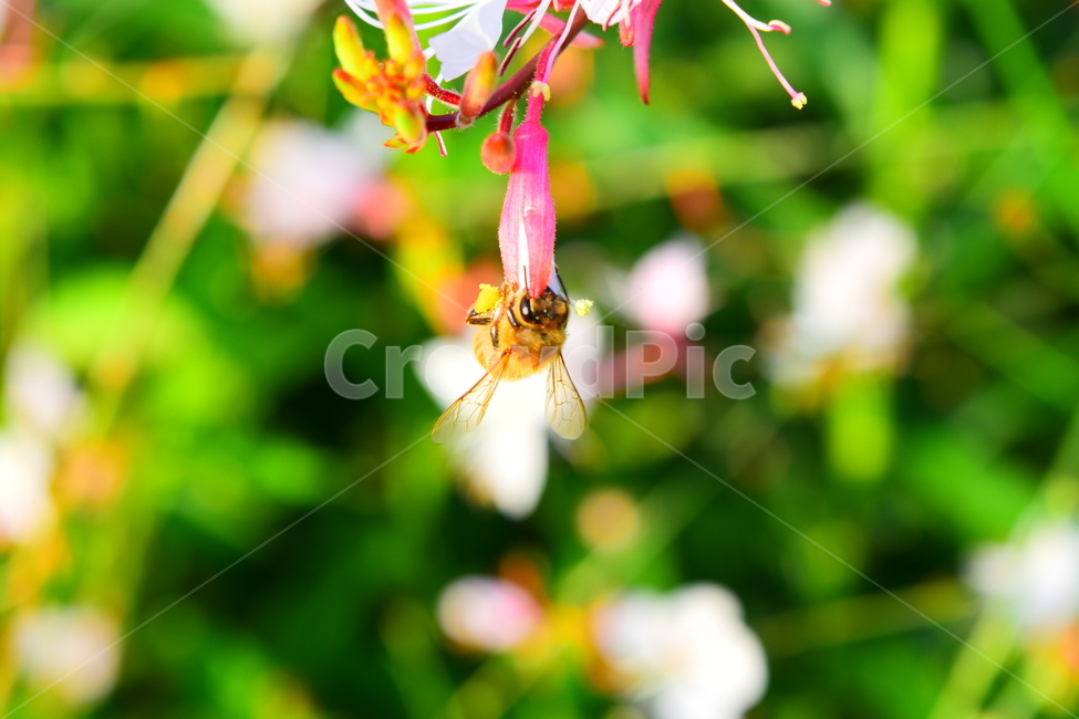 plant,식물,bee,벌,꿀벌,flower,꽃,insect,벌레,곤충,벌레,insect,bug