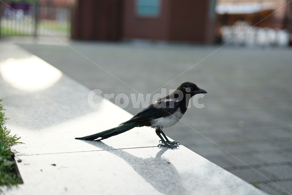새,까치,공원,bird,독립문공원,동물,animal,조류,새,birds