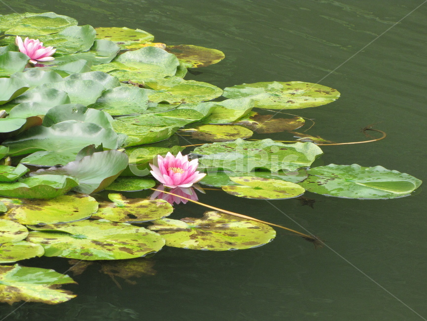 plant,식물,flower,blossom,꽃,연꽃,연못,핑크,분홍,분홍꽃,우아함