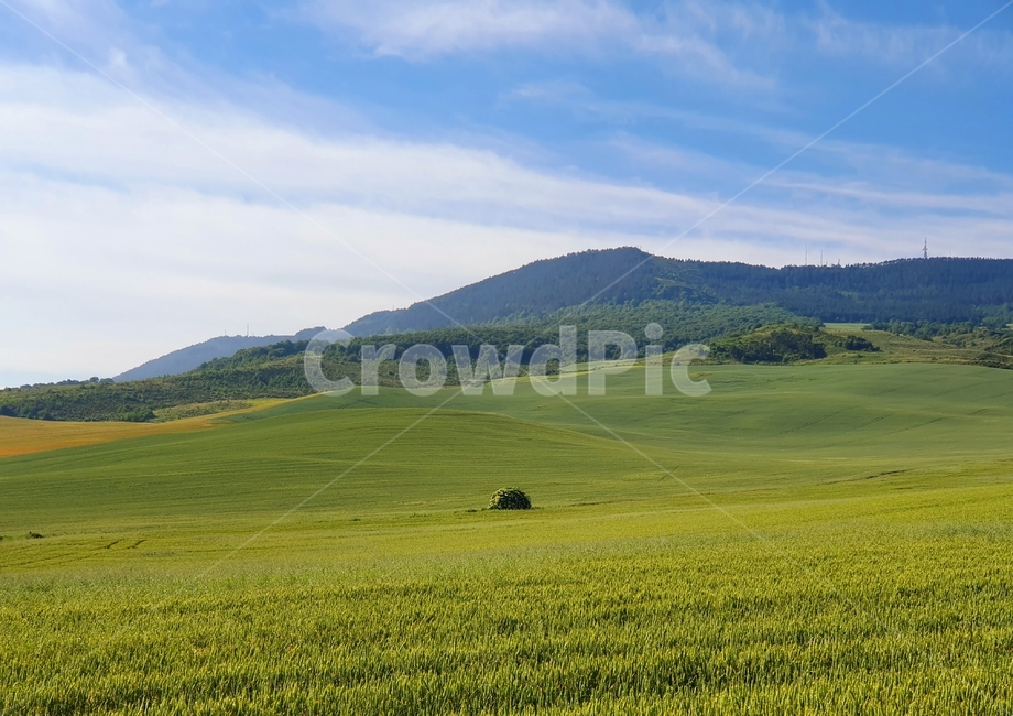 산티아고데콤포스텔라,까미노,밀밭,파란하늘,santiagodecompostella,camino,wheatfield,bluesky