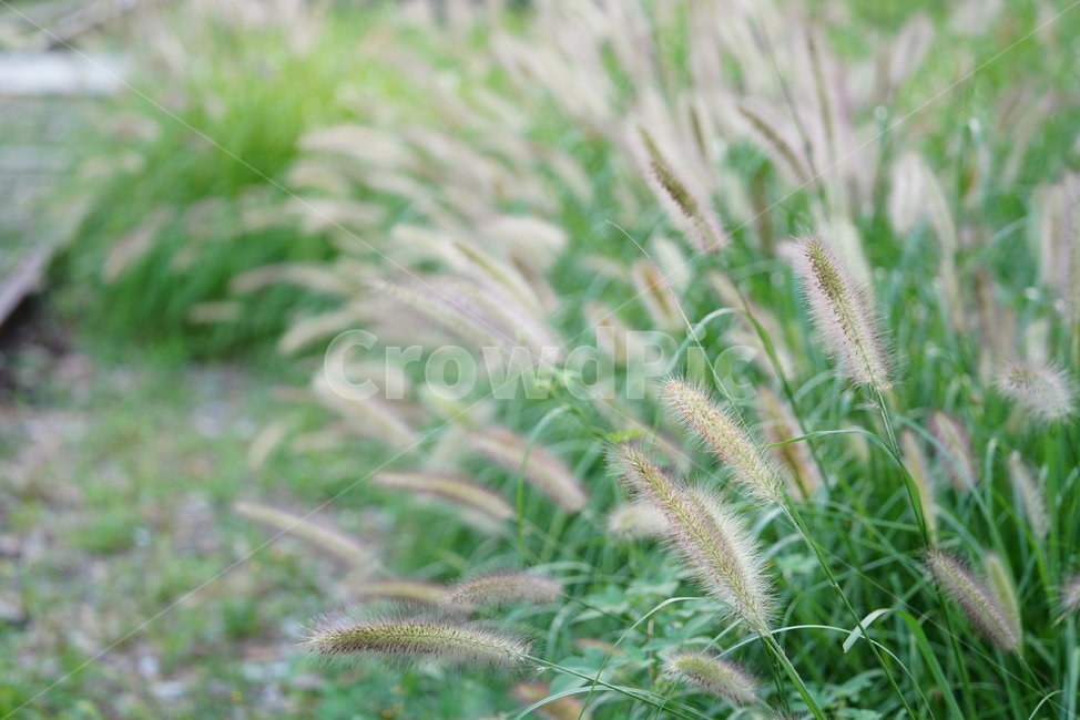 강아지풀,풀,식물,생물,자연,생명,식물,자연,plants,nature