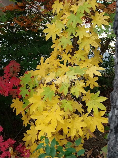 단풍,단풍잎,단풍나무,가을,leaf,잎,plant,식물,tree,나무,계절,fallautumnseason,outdoors,옥외,자연풍경,naturelandscape,낙엽,가을,계절,fall,autumn,season,식물,자연,plants,nature,maple,maple leaf