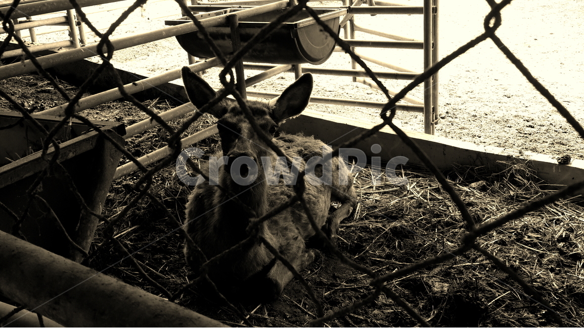 사슴,사슴농장,농장,철창,동물,deer,animal,동물,animal,포유류,mammal,흑백,모노톤,monochrome,black and white,산업,industry,industrial,목축업,목장,livestock farming,ranching,pasture