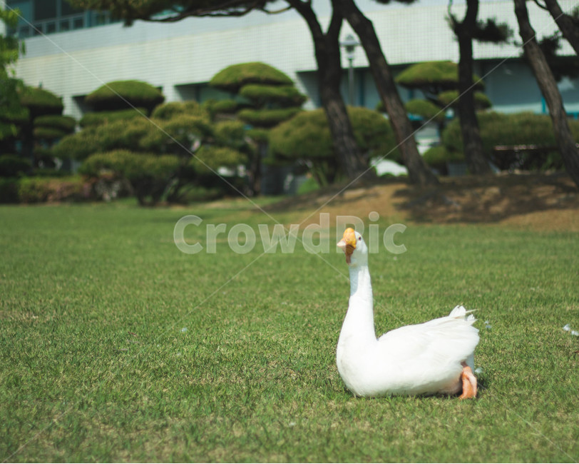거위,동물,새,잔디,자연,goose,bird,animal,grass,nature,동물,animal,조류,새,birds