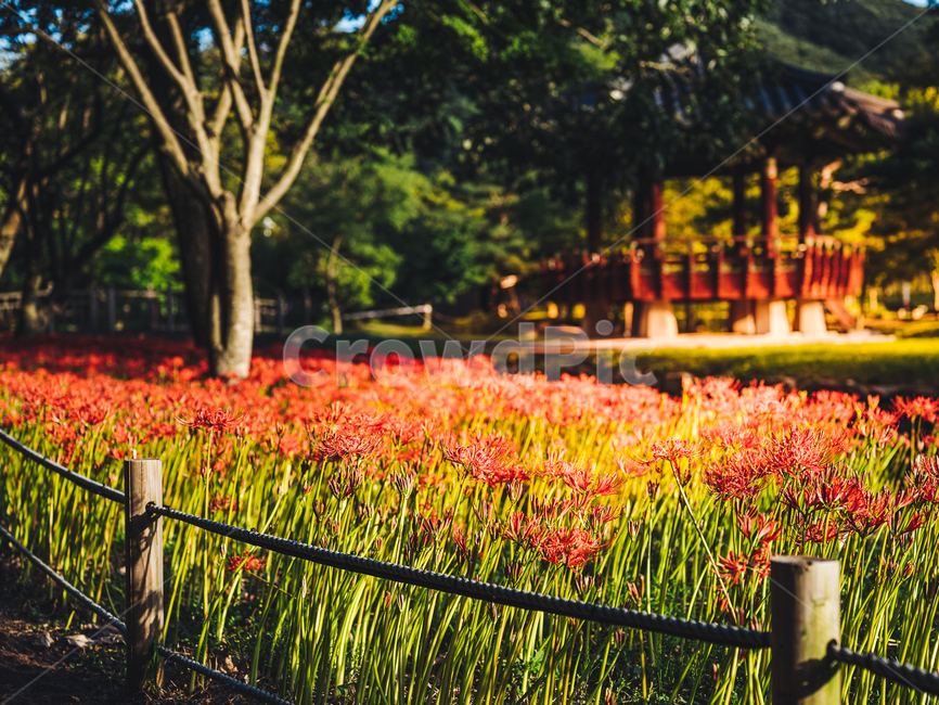 상사화,전남,영광,전남영광,꽃,가을,불갑사,불갑산,flower