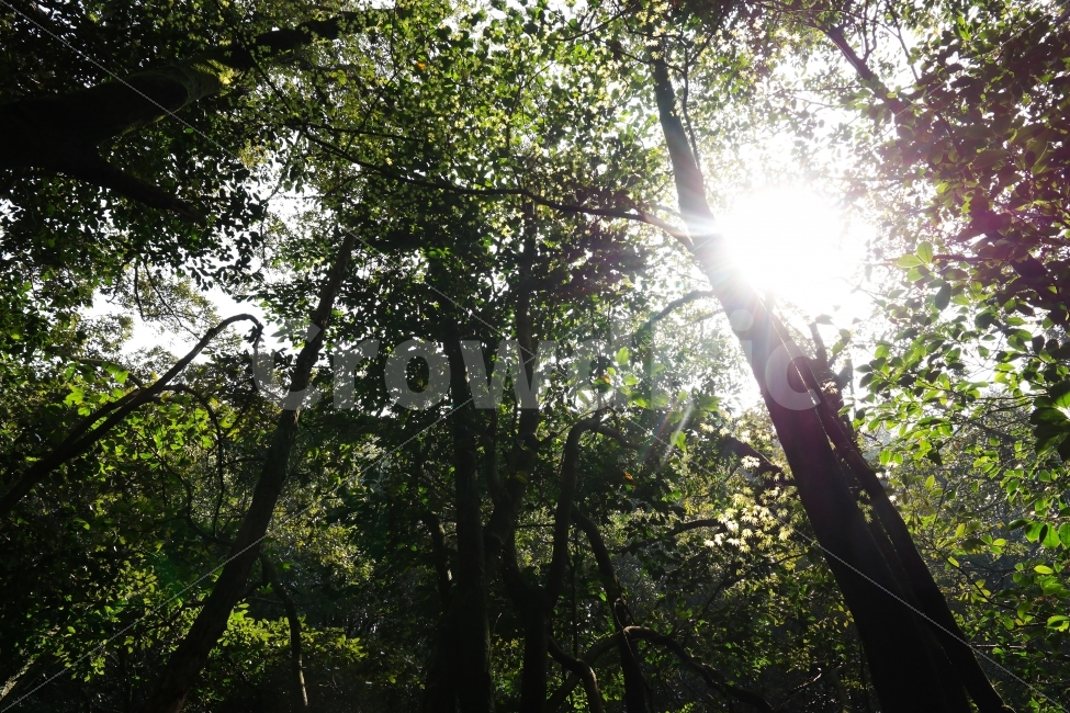 여름,산,나무,나무그늘,햇빛,햇살,하늘,초록,태양,시원한,자연,풍경,nature,landscape,여름,계절,summer,season,휴식,힐링,rest,relaxation,healing,flare,플레어,light,빛
