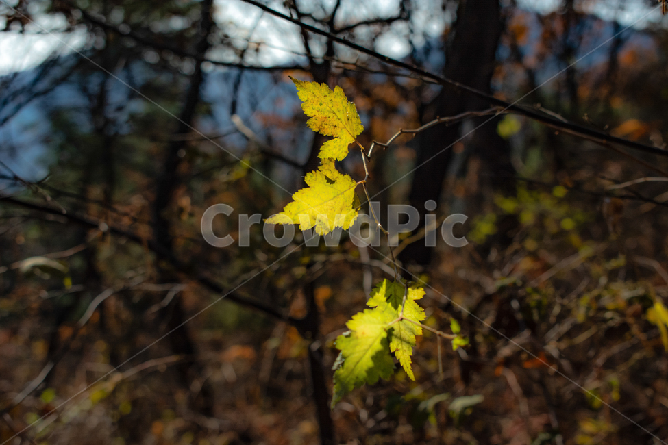 단풍잎,마지막잎새,만추,가을,숲,가을,계절,fall,autumn,season,plant,식물,leaf,잎,tree,나무