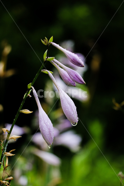 꽃,자연,식물,blossom,plant,식물,자연,plants,nature,꽃,flower