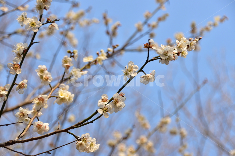 spring,Sancheong,Spring Flower Peak Mountain,plum blossom,flower bongsan flower