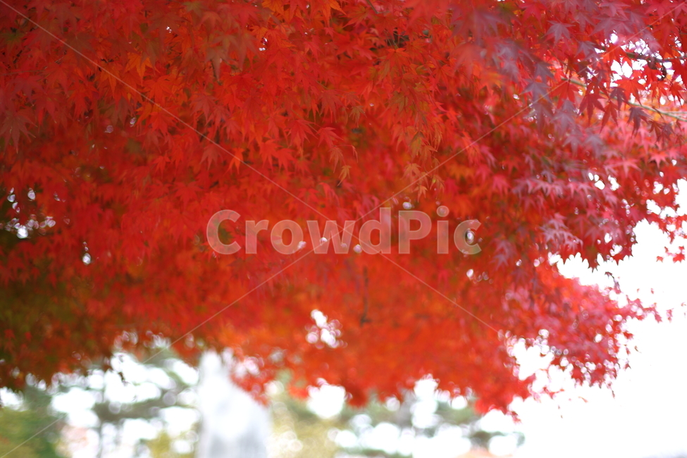 가을,낙엽,나무,풍경,fall,가을,계절,fall,autumn,season,식물,자연,plants,nature,plant,leaf,잎,tree,maple,단풍