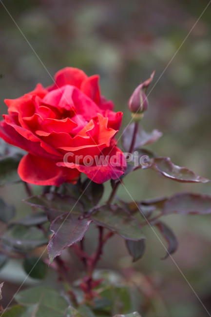 자연,가을,autumn,nature,한국,flower,꽃,blossom,장미,식물,plant,식물,자연,plants,nature,꽃,flower