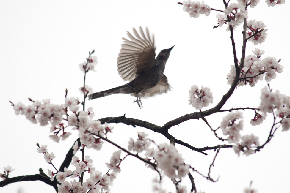 봄,벗꽃,새,직박구리,먹이,어린이대공원,나무,하늘,봄,계절,spring,season,식물,자연,plants,nature,꽃,flower,동물,animal,조류,새,birds,bird,plant,blossom,cherry blossom,벚꽃