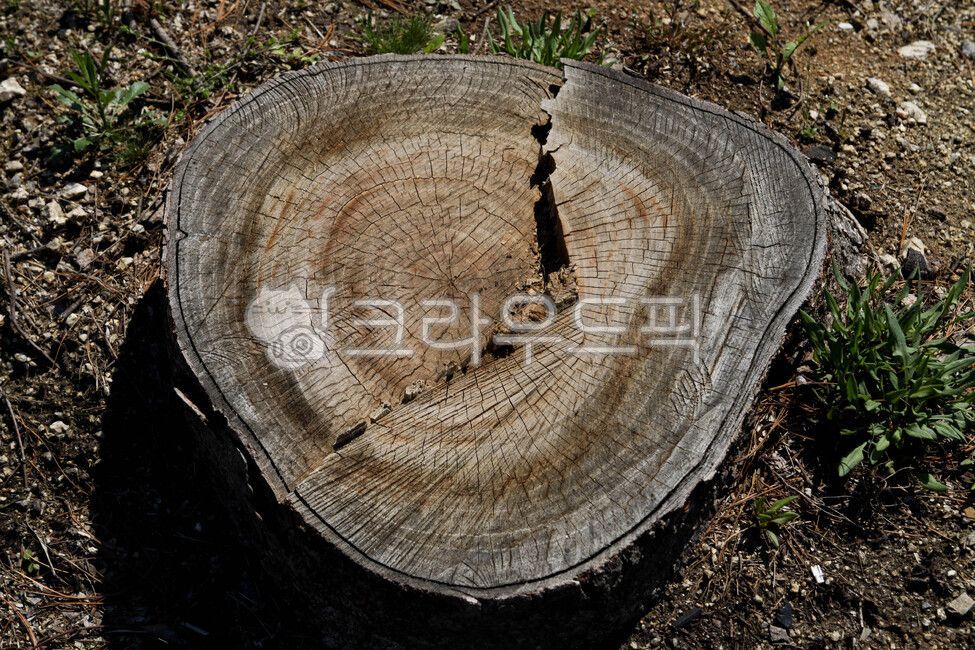 forest,forest development,beoljae,annual zone,stub,tree,woodwood,felling,tree felling