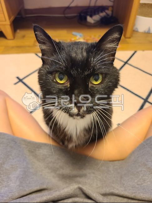 고양이,턱시도고양이,반려동물,집사,동믈