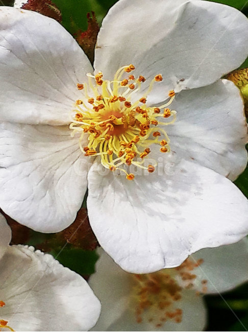 plant,flower,blossom,식물,꽃,봄