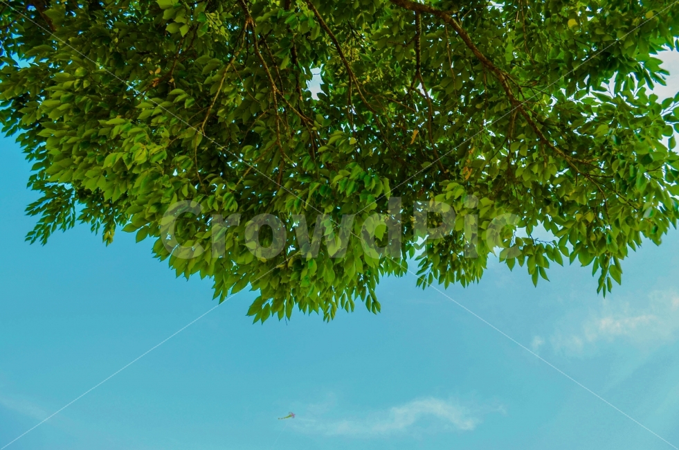 나무,하늘,풍경,사진,연,여름,계절,summer,season,식물,자연,plants,nature,tree,plant,leaf,잎,vegetation,초목