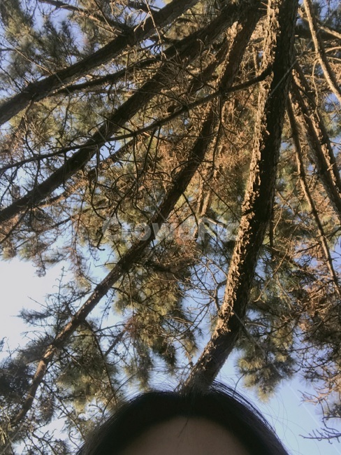 소나무,산책,자연,여자,하늘