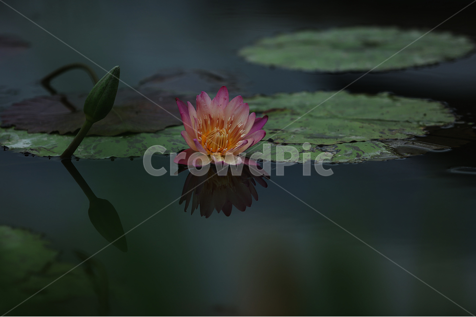 여름,연못,수련,홍련,연꽃,관곡지,꽃,summer,flower,pond,lotus,식물,자연,plants,nature,꽃,flower