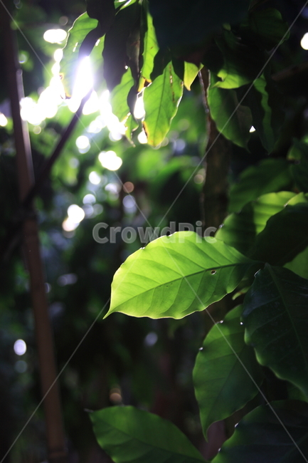 leaf,잎,plant,식물,식물원,커피,커피나무,나뭇잎,coffee,coffeetree,식물,자연,plants,nature