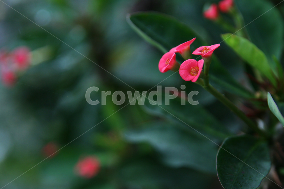 plant,식물,blossom,꽃,flower