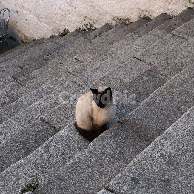 고양이,계단,cat,외로움,동물,동물,animal,포유류,mammal,고양이,cat,kitten,kitty