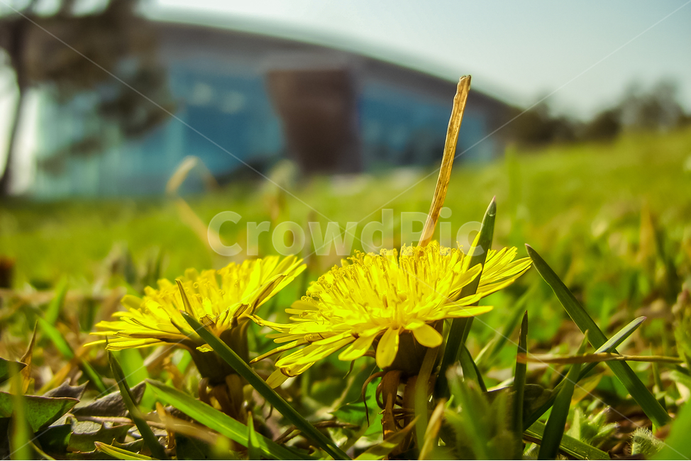 plant,식물,민들레,꽃,생명력,식물,자연,plants,nature