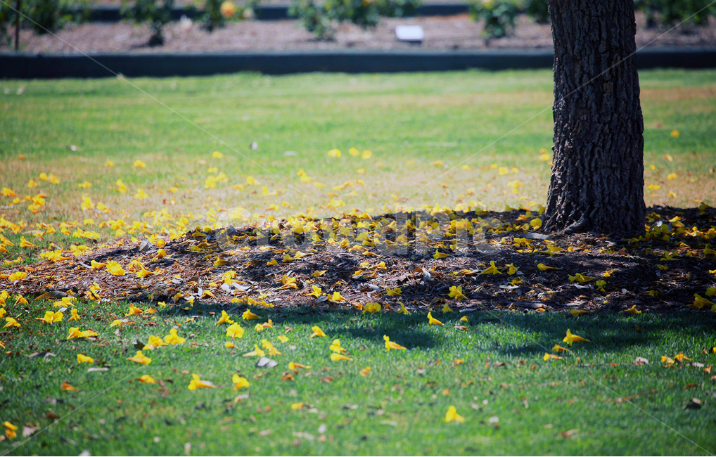 노란꽃,초록,봄,꽃,꽃나무,flower,가을,계절,fall,autumn,season