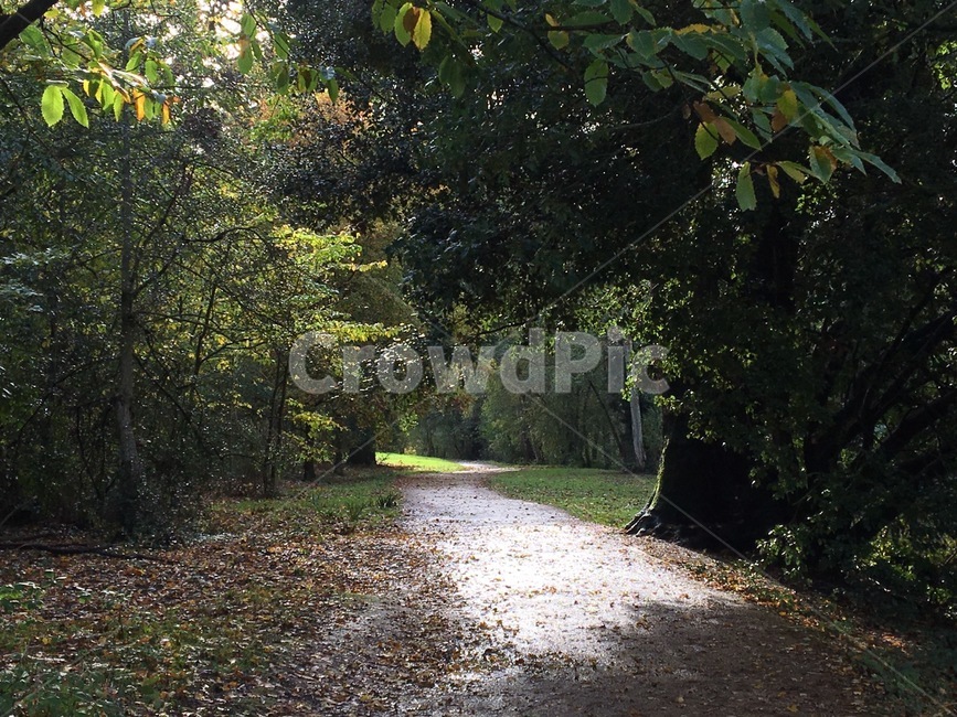 산책,나무,tree,forest,jogging,식물,plant,상쾌,푸릇푸릇,초록,green