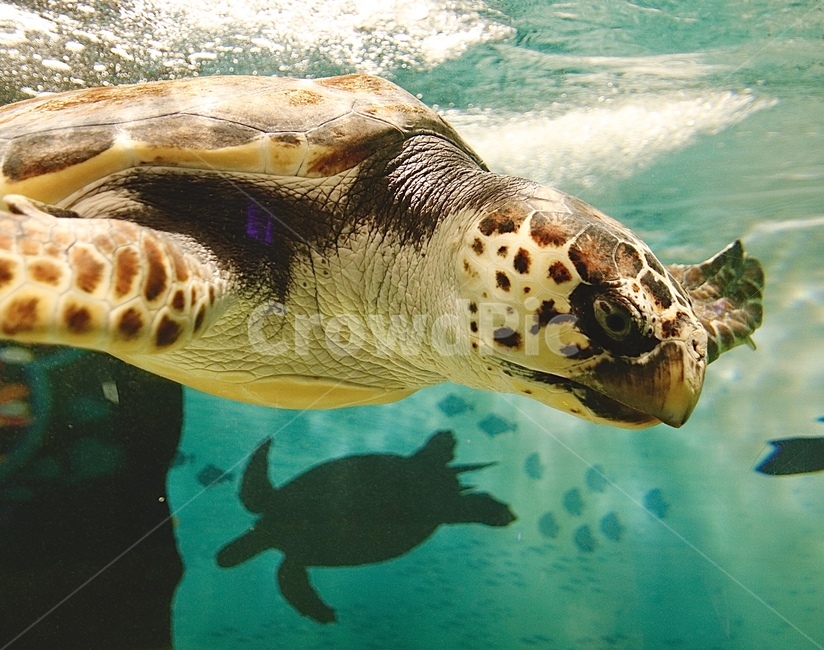 동물,바다거북,거북이,turtle,해양생물,자연,동물,animal