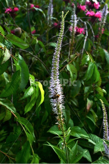 산꼬리풀,현삼과,여러해살이풀,야생초,식물,자연,식물,자연,plants,nature