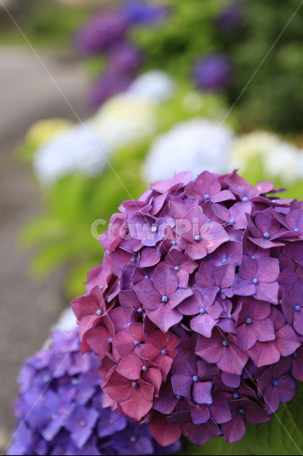 수국,꽃,보라,식물,flower,식물,자연,plants,nature,꽃,flower