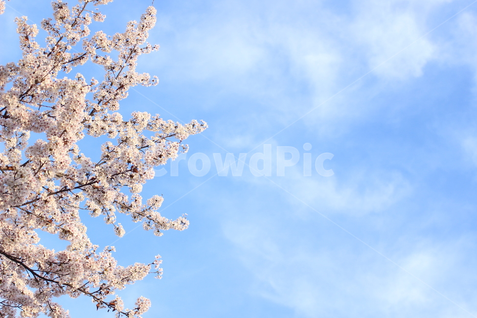 꽃,벚꽃,꽃사진,접사,하늘,봄,계절,spring,season,식물,자연,plants,nature,꽃,flower,plant