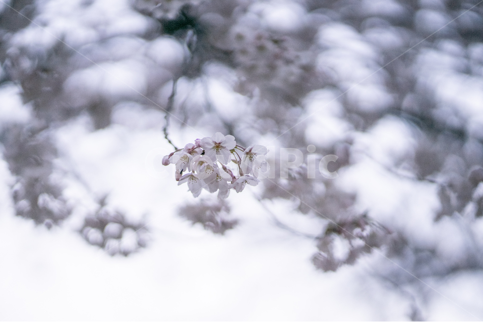 하늘,꽃,벚꽃,만개한,벚나무,봄,계절,spring,season,식물,자연,plants,nature,꽃,flower,plant