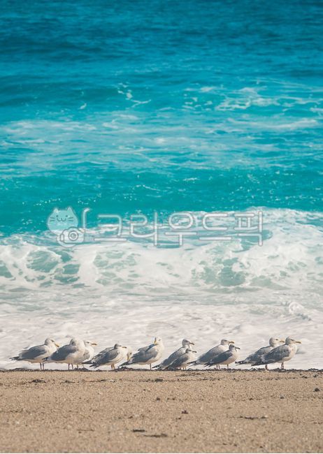 갈매기,바다,해변,해수욕장,파도,모래사장,모래,바닷물,자연,해안,해안선,새,동물,조류,seagull,seawaves,animal,shoreline,beach,outdoors,water,물