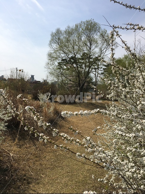 ground,road,꽃,봄꽃,spring,whiteflower
