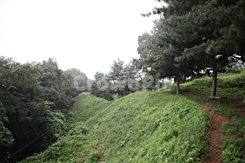 오솔길,길,둘레길,숲,숲길,식물,나무,풍경,여름,자연,풍경,nature,landscape,tree,plant,fir,전나무