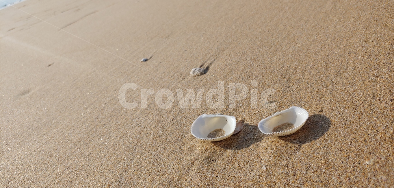 조개껍질,조개껍데기,해수욕장,비치,모래사장,바다풍경,여유,해변,바다,beach,sea