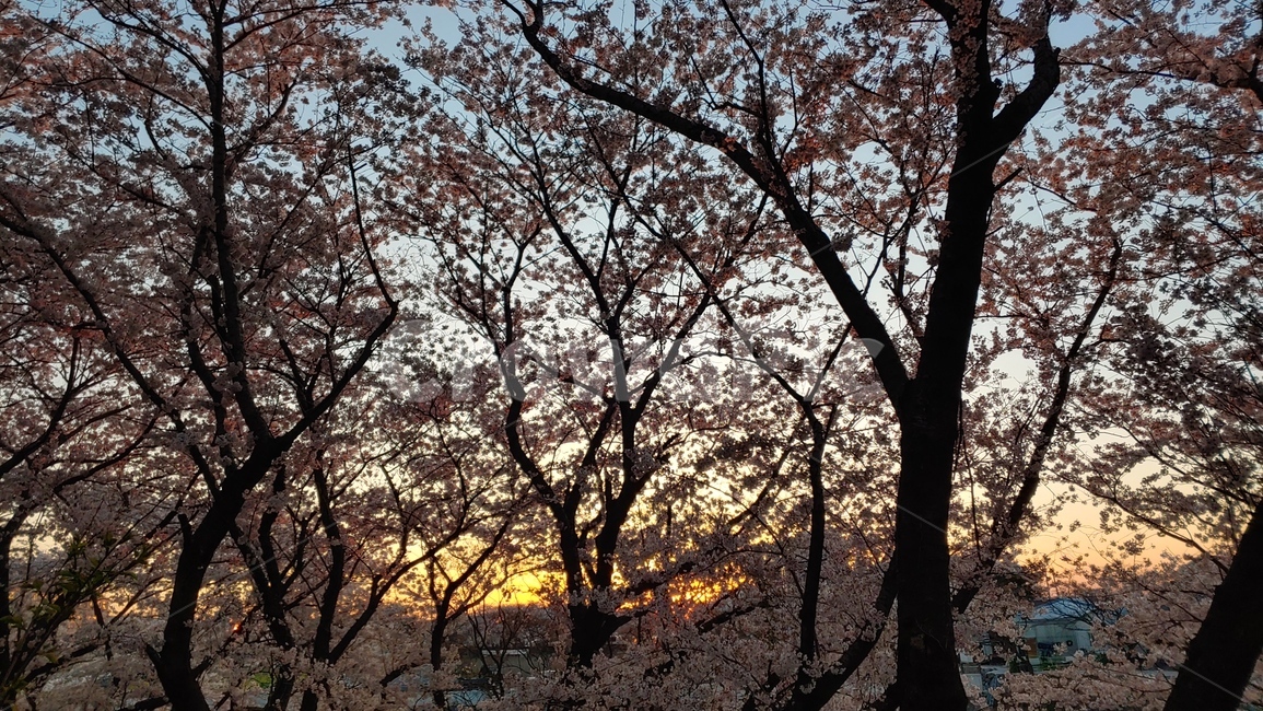 벗꽃,노을,야경,자연,해
