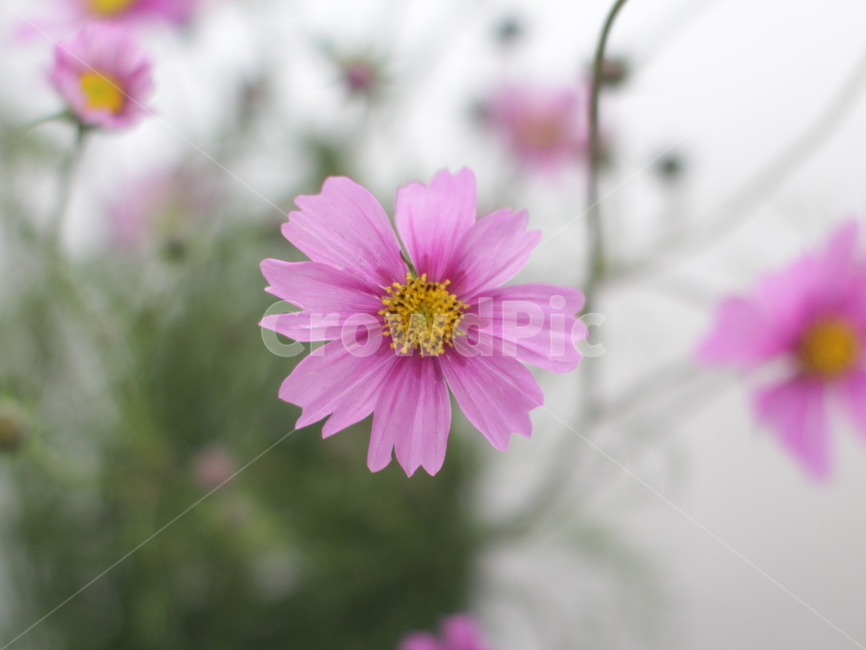 코스모스,가을꽃,꽃,가을코스모스,플라워,flowers,가을,계절,fall,autumn,season,식물,자연,plants,nature,꽃,flower,plant