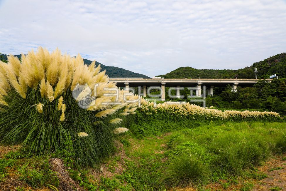 Pampas,pampas grass,giant reed,reed,pampas planting,pampas,pampasgrass,big billion year old,pampas vegetable
