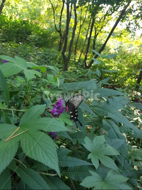 나비,검정색날개,노랑색무늬,흰색무늬,보라색꽃,plant,식물,leaf,잎,초목,vegetation,식물,자연,plants,nature,꽃,flower,곤충,벌레,insect,bug