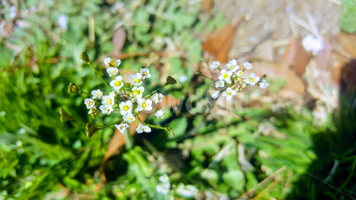꽃,새싹,봄,봄풀,봄꽃,하얀꽃,풀,잡초,식물,자연,plants,nature,꽃,flower