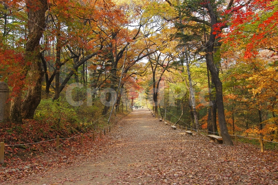 가을,단풍,낙엽,가을풍경,길,산책로,산책,풍경,공원,나무,숲,자연,건강,컬러,칼라,컬러풀,벤치,자연,풍경,nature,landscape,가을,계절,fall,autumn,season,tree,plant,식물,tree trunk,나무 줄기,ground,바닥