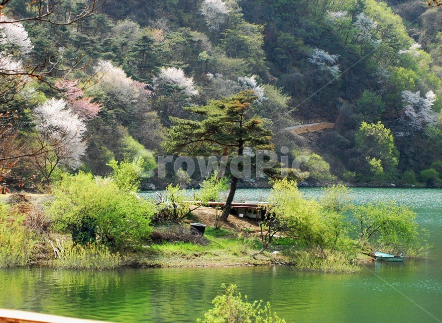spring,natural scenery,Korean landscape,sight,spring scenery,Goesan Lake Spring Scenery