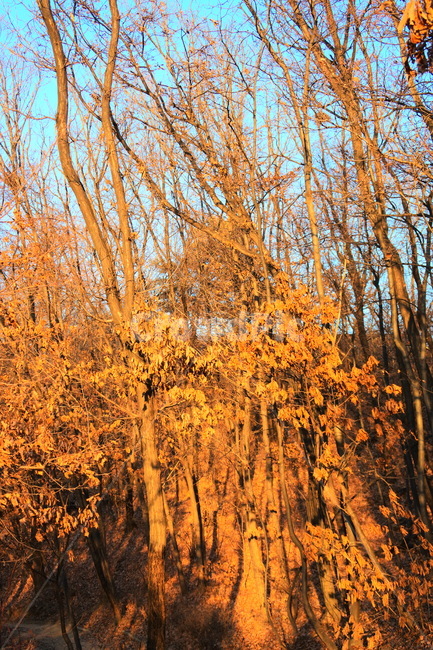 plant,식물,tree,나무,maple,단풍
