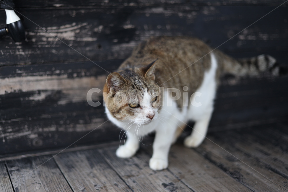 고양이,냥이,귀여움,온순한,나무의자,얌전한,동물,아기고양이,네코,영물,동물,animal,포유류,mammal,고양이,cat,kitten,kitty